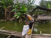 Anggota Bhabinkamtibmas Polsek Indralaya Lakukan Monitoring Ternak Bebek Petelur dan Ikan Lele di Desa Sudi Mampir, Dukung Ketahanan Pangan Nasional
